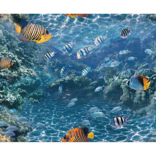 akvarium ryba rybka vesely modry pestry kancelaria predsien hala obyvacka tapeta pratelna trblietava ziva.jpg